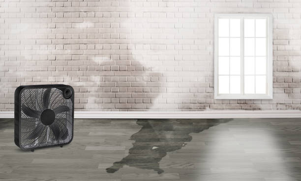 Best Flood restoration services  in Bay Hill, FL